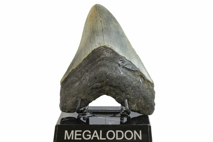 Serrated, Fossil Megalodon Tooth - North Carolina #158186